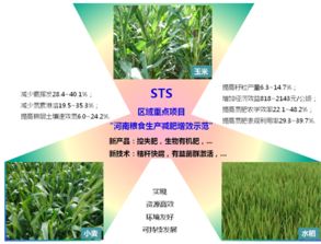 掌握核心：小麦生产管理技术大全，助力高效农业发展