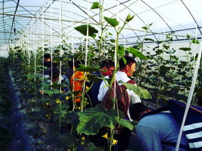 田间地头，植物侦探的足迹