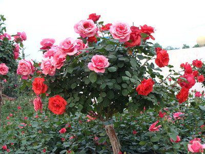 南方地区的月季过冬