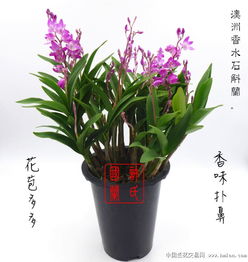 澳洲香水石斛兰怎么养？光照和湿度对它有什么特别要求