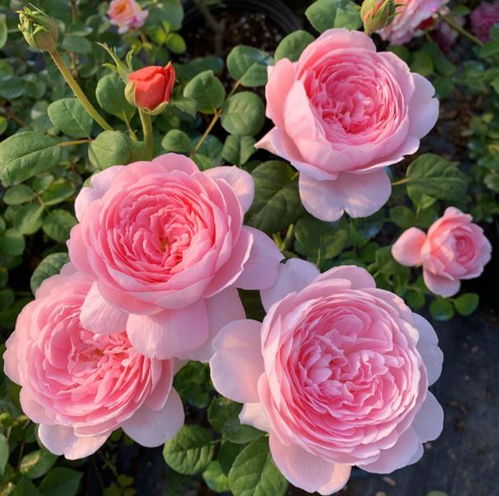 月季花的品种繁多， 各有特色