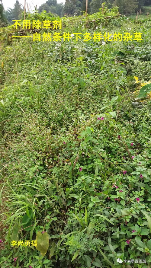 常见除草剂，dou有哪些？