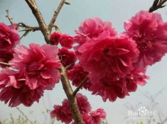 碧桃的种类及特点