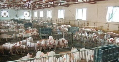 生态友好猪舍福利设计