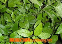 如何使用三七？注意事项