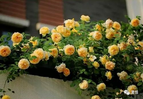 月季花耐寒？不怕冻！爆款花卉，温暖过冬！