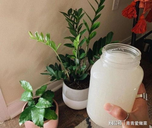 多菌灵能否直接浇花？如何正确使用多菌灵浇灌花卉？