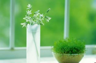 绿宝树翻盆前的准备：一场绿植的“搬家大作战”