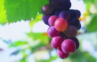 病害防治， 有它geng轻松