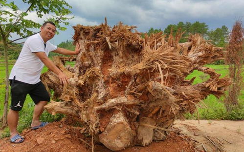 根与土的亲密接触