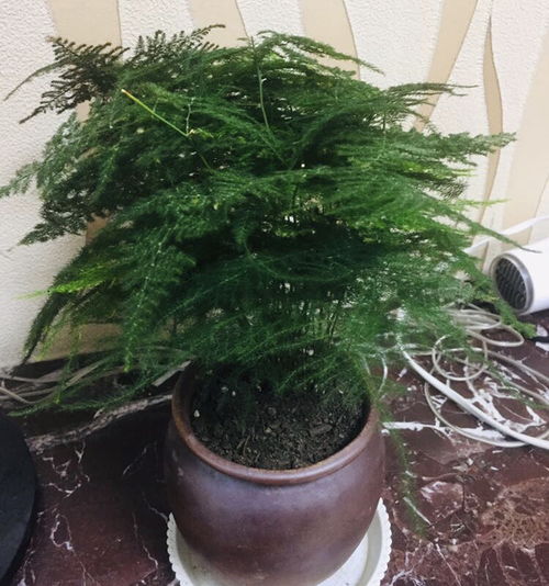 清香木黄叶是什么原因导致的，如何正确养护才能避免黄叶现象