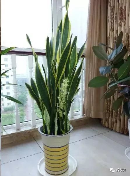 虎皮兰叶子卷曲？试试浇水后放置通风处