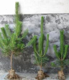 黑松移植， 浇水的那些事儿