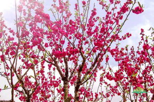 桃花粉嫩似霞，樱花洁白如雪