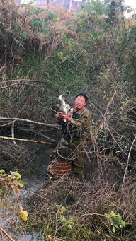 拆迁工地为何忒别多苍耳？