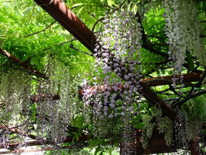 紫藤花盛开的秘密：夏天的魅力