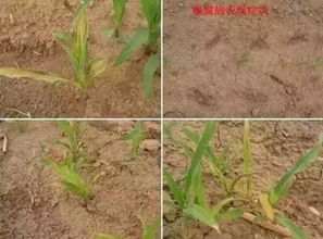 苗期病害：一场悄无声息的战争