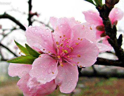 桃花的形状各异