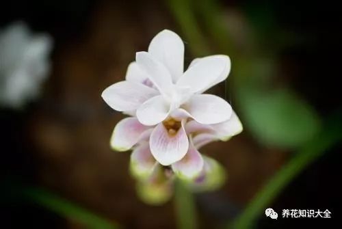 姜花未绽放已枯萎，何故如此