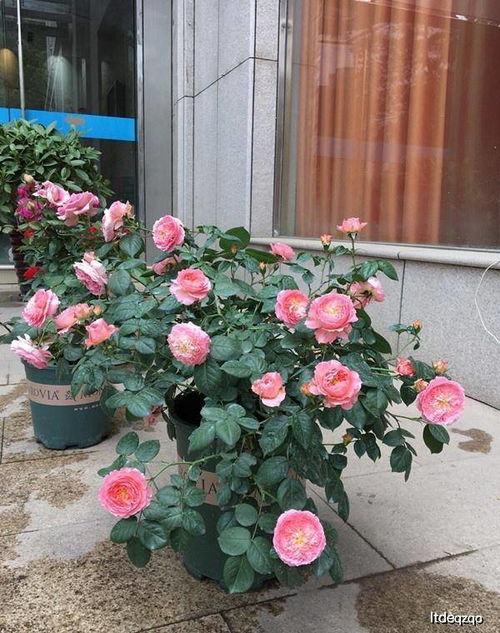 本土月季的未来