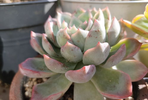 红土多肉种植全指南中，如何在家轻松种植红土多肉避免病虫害