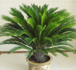 浸种的艺术:让种子喝饱水