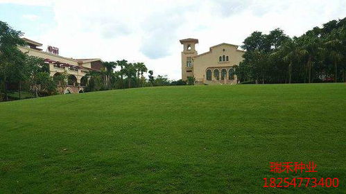 南方冬天种植草种攻略：庭院绿化必备