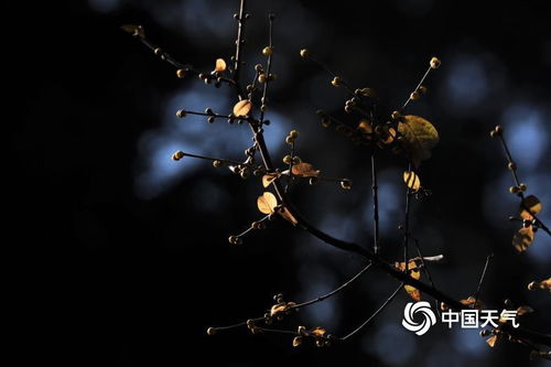 越冬参数表， 腊梅的生存绝技