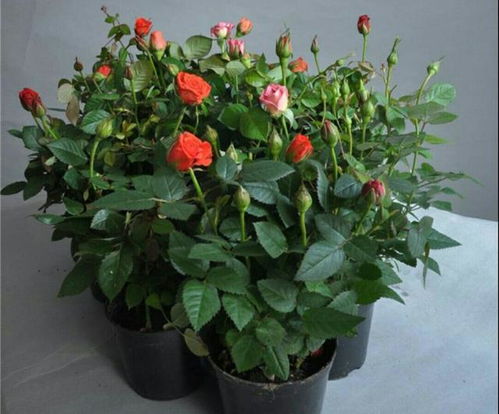 合理浇水， 月季花期需水肥充足