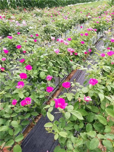 月季花树的规格与价格