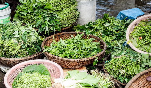 藤藤菜种植小知识