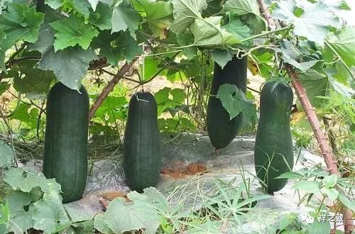 冬瓜清热解毒，你知道它还有哪些神奇功效吗