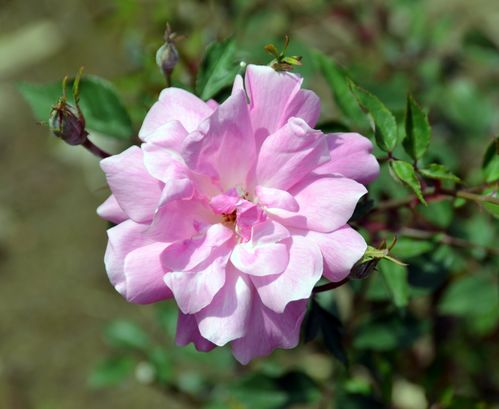 月月粉月季Old Blush的花期探秘