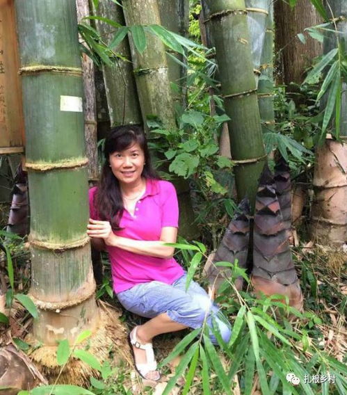 竹子是种子植物？它为何如此独特