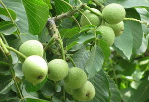 种子生命密码破解