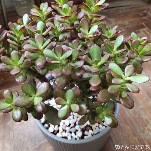 新品种花每天都需要浇水吗？有没有特殊的水分需求