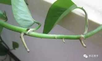 水培吊兰托运打包攻略：三步走，存活率提升85%？