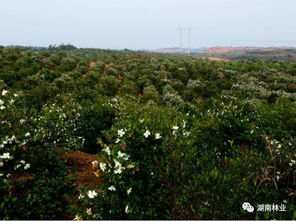 冬季种植油茶存活率低，咋整？3000元/亩别浪费了！