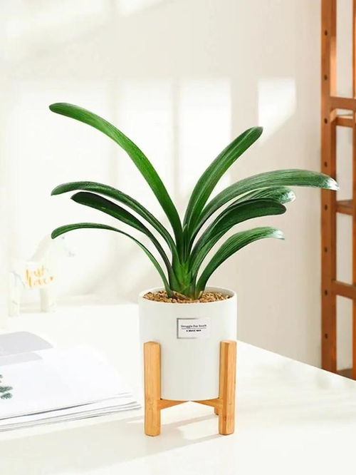 施肥篇：淡肥勤施，别太浓