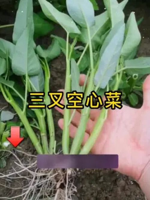 第一步：种子处理