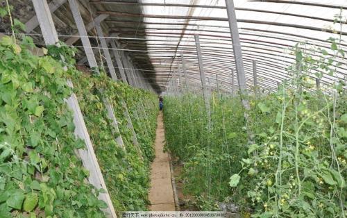 有人说大棚不受影响，喷喷喷