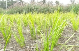 探秘石菖蒲的黄金生长带：五个省份竟成天然药园