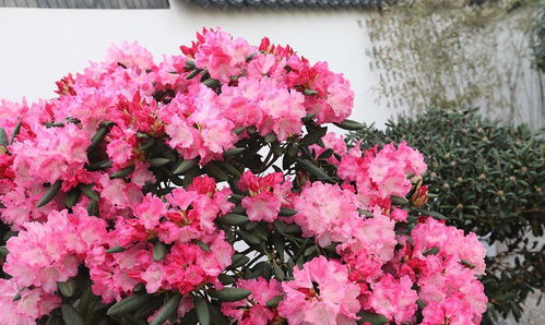 室外养殖杜鹃花注意事项