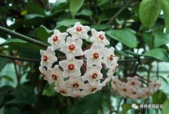 球兰叶子发黄，是缺水还是病虫害