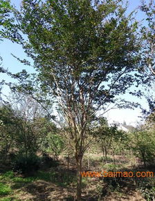 苗木种类大比拼