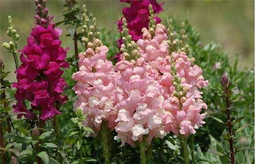 秋季播种，花儿绽放的季节