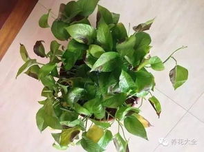 浇水篇：适量浇水，保持土壤湿润