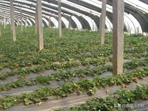 大棚草莓高效施肥技巧：掌握现代灌溉与营养秘诀