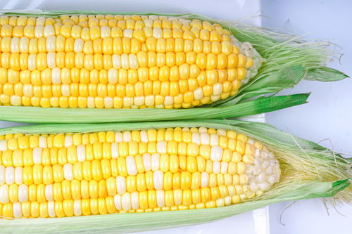 “水果玉米种植的最佳时间和具体种植步骤是怎样的