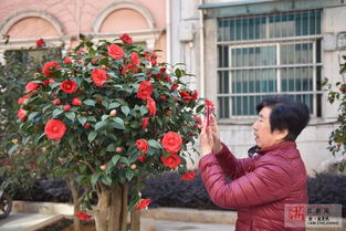 竹马乡茶花产业面临困境， 寻求转危为机之路